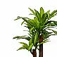 Διακοσμητικό φυτό  Dracaena σε γλάστρα Inart πράσινο pp Υ110εκ