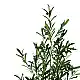 Διακοσμητικό φυτό Olive tree σε γλάστρα Inart πράσινο pp Υ120εκ