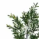 Διακοσμητικό φυτό Olive tree I σε γλάστρα Inart πράσινο pp Υ150εκ