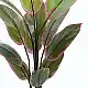 Διακοσμητικό φυτό σε γλάστρα Calathea Inart πράσινο Φ68x120εκ