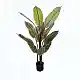 Διακοσμητικό φυτό σε γλάστρα Calathea Inart πράσινο Φ68x120εκ