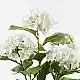 Διακοσμητικό φυτό σε γλάστρα Hydrangea Inart λευκό Φ35x50εκ
