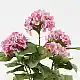 Διακοσμητικό φυτό σε γλάστρα Hydrangea Inart ροζ Φ35x50εκ
